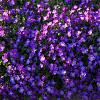 Aubrieta 'Kitte' Pot 9 cm