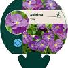 Aubrieta 'Kitte' Pot 9 cm