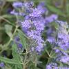 Caryopteris cland. Grand Bleu Pot 10 liter 40 - 50 cm