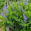 Baptisia 'Blueberry Sundae' Pot 9 cm