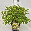 Cephalanthus occidentalis Pot 10 liter