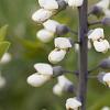 Baptisia 'Vanilla Cream' Pot 9 cm