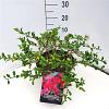 Chaenomeles sup. Pink Trail Pot 10 liter