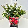 Chaenomeles sup. 'Red Trail' Pot 10 liter
