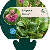 Bergenia 'Winterglut' Pot 9 cm