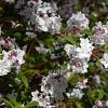 Deutzia rosea Pot 10 liter 80 - 100 cm