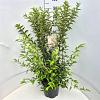 Deutzia rosea Pot 10 liter 80 - 100 cm