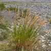 Calamagrostis acut. 'Waldenbuch' Pot 9 cm