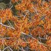 Hamamelis int. 'Orange Beauty' 150 - 175 cm Meerstammig