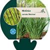 Molinia caerulea 'Moorhexe' Pot 9 cm