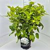 Hydrangea a. 'Annabelle' Pot 10 liter 50 - 60 cm