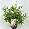 Hydrangea pan. 'Grandiflora' Pot 10 liter 40 - 50 cm