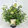 Hydrangea pan. 'Grandiflora' Pot 10 liter 40 - 50 cm