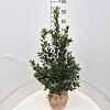 Ilex meserv. Blue Maid Kluit 60 - 80 cm