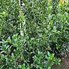 Ilex meserv. Blue Maid Kluit 80 - 100 cm