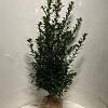 Ilex meserv. Blue Maid Kluit 100 - 125 cm