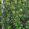 Ilex meserv. 'Blue Prince' Kluit 80 - 100 cm