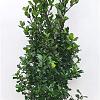 Ilex meserv. 'Blue Prince' Kluit 100 - 125 cm