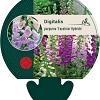 Digitalis purp. Excelsior Hybrids Pot 9 cm