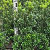 Ilex meserv. 'Heckenstar' Kluit 80 - 100 cm