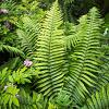 Dryopteris atrata Pot 9 cm