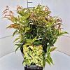 Leucothoe f. 'Rainbow' Pot 10 liter