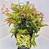 Leucothoe f. 'Rainbow' Pot 10 liter