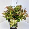 Leucothoe keiskei 'Royal Ruby' Pot 10 liter