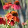 Echinacea 'Cheyenne Spirit' Pot 9 cm