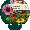 Echinacea 'Cheyenne Spirit' Pot 9 cm