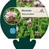 Monarda 'Beauty of Cobham' Pot 9 cm
