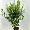 Ligustrum ovalifolium Pot 10 liter 125 - 150 cm