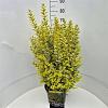 Ligustrum oval. 'Aureum' Pot 10 liter 60 - 80 cm