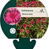 Echinacea 'Delicious Candy' Pot 9 cm