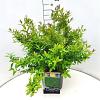 Ligustrum vulg. 'Lodense' Pot 10 liter