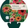 Echinacea purp. 'Hot Summer' Pot 9 cm