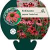 Echinacea purp. 'Tomato Soup' Pot 9 cm