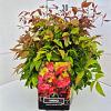 Nandina domestica Blush Pink Pot 10 liter
