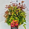 Nandina domestica Blush Pink Pot 10 liter