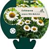 Echinacea purp. 'White Meditation' Pot 9 cm