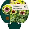Echinacea p. 'Green Twister' Pot 9 cm