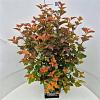 Physocarpus opulif. Amber Jubilee Pot 10 liter 60 - 80 cm