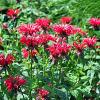 Monarda 'Cambridge Scarlet' Pot 9 cm