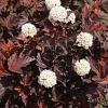 Physocarpus opulif. 'Red Baron' Pot 10 liter 80 - 100 cm