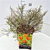 Potentilla f. 'Red Ace' Pot 10 liter