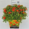 Potentilla f. 'Red Ace' Pot 10 liter