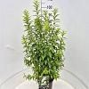 Prunus glandulosa 'Alba Plena' Pot 10 liter 80 - 100 cm