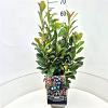 Prunus l. Bonaparte Pot 7,5 Liter 