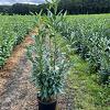 Prunus l. Elly Pot 15 liter 125 - 150 cm