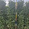 Prunus l. Genolia Kluit 200 - 225 cm